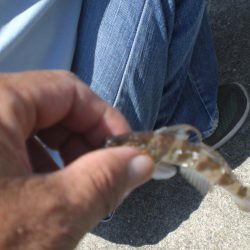 キスはいますか？