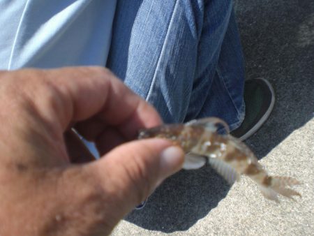 キスはいますか？