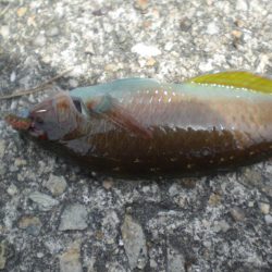 ちびガシラの日