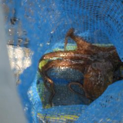 湾内にタコ居ない！
