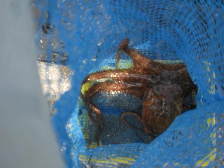 湾内にタコ居ない！