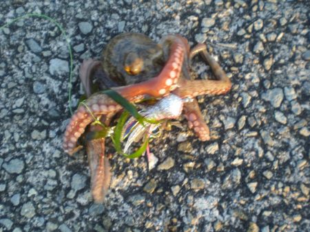 小さいがタコ居ったど！