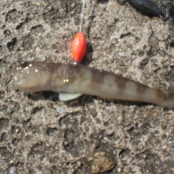 アオイソメでちょい投げ+オクトパッシング