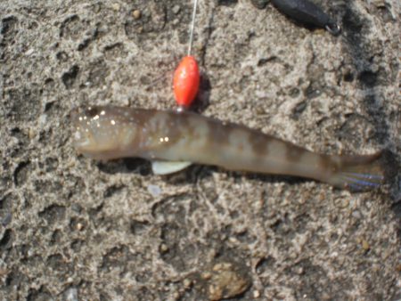 アオイソメでちょい投げ+オクトパッシング