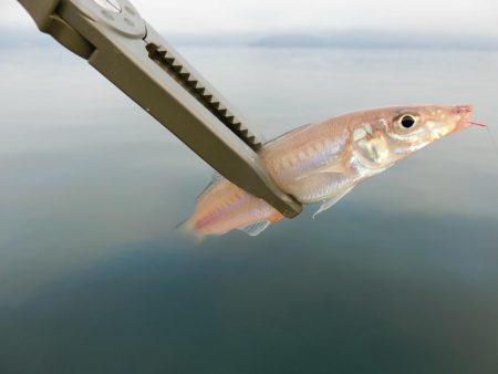 ルアーでキス釣り