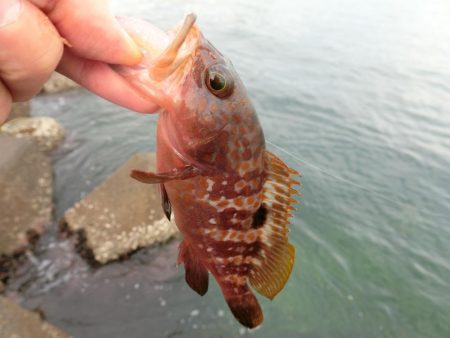 福井県でキジハタ・カサゴ・メバルを釣る！ル…