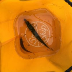 ファミリーフィッシング