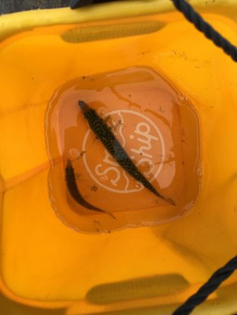 ファミリーフィッシング