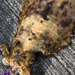 初アオリイカ！