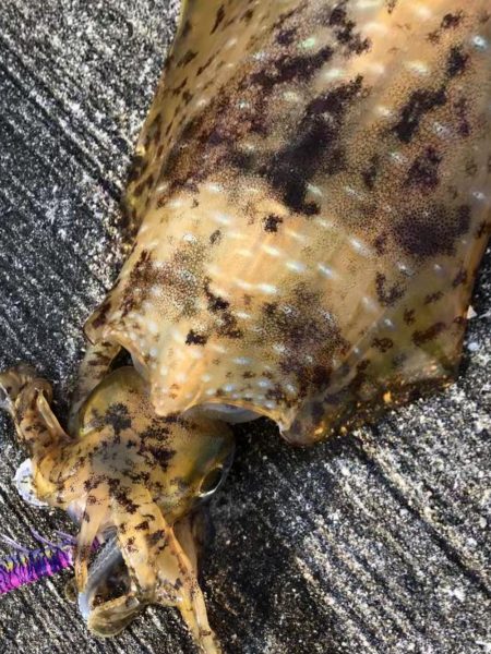 初アオリイカ！