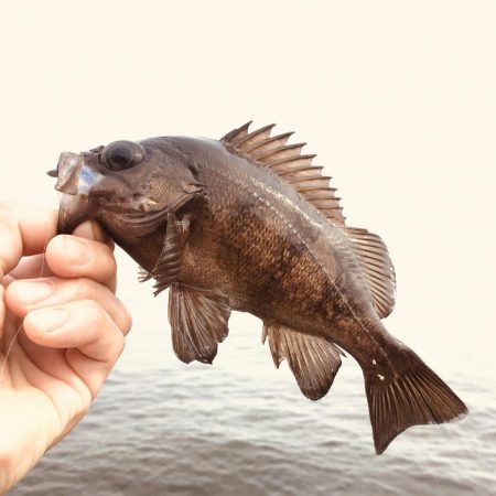 久々のメバルさん