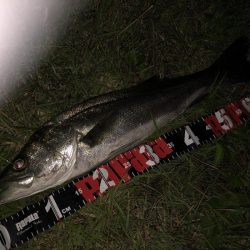 円山川シーバス