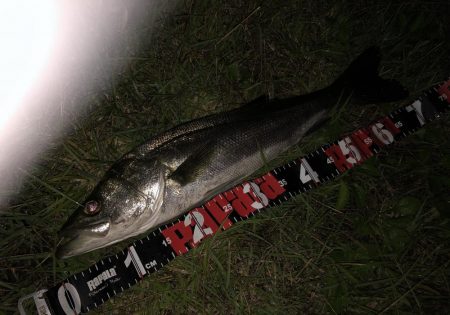 円山川シーバス