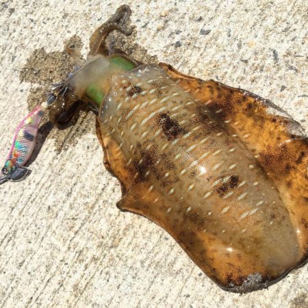 春アオリ？エギング釣果