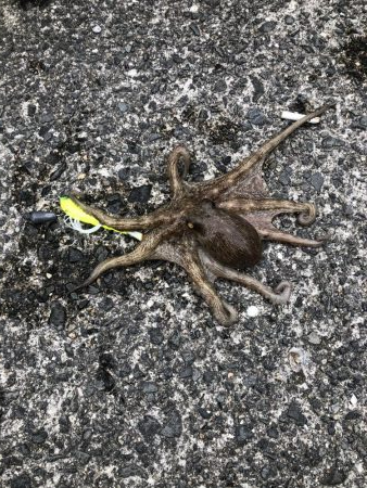 オクトパッシング