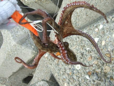 今年はイケそう