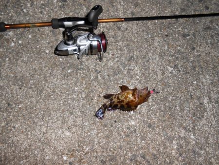 メバルは何処へ？