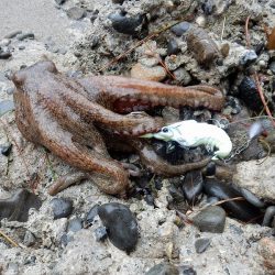 雨蛸 静岡県 浜名湖東部 今切口周辺 オクトパッシング タコ 陸っぱり 釣り 魚釣り 釣果情報サイト カンパリ