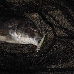 フッキング不可能？