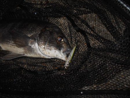 フッキング不可能？