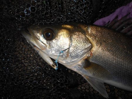 効果はあるのかな？