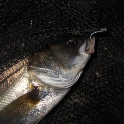 マイクロにはソリッドクリアで