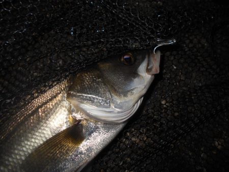 マイクロにはソリッドクリアで