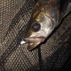 増水中の淀川調査