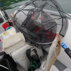 ボートキス釣り