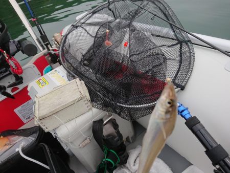 ボートキス釣り