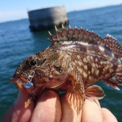 キャロダートでデイゲーム