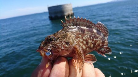 キャロダートでデイゲーム