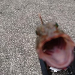 テキサスリグで沖のボトム狙い！！