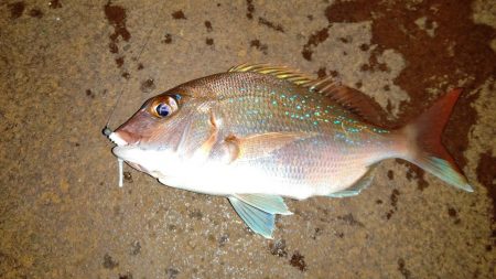 アジングからショアジギング