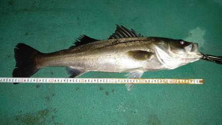 雨の中のシーバス