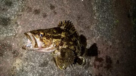 バラエティ豊富