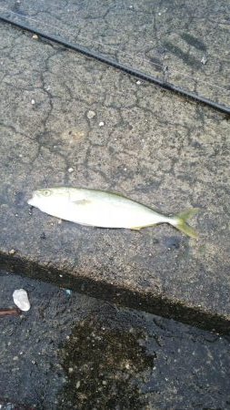 鈴鹿サーフ アブコ