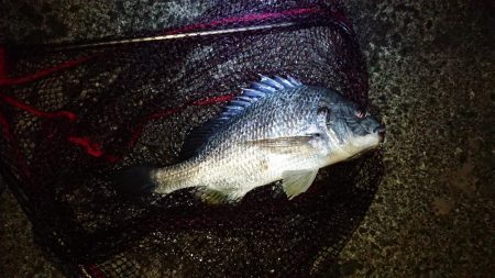 まだメバル当たるよ