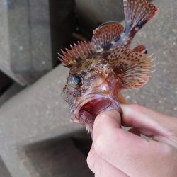 雨のちショアジギ