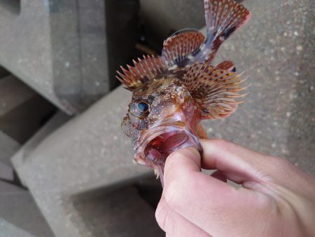 雨のちショアジギ