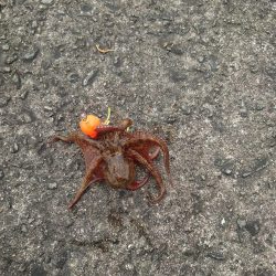 大潮はダメなのか?