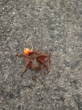 大潮はダメなのか？