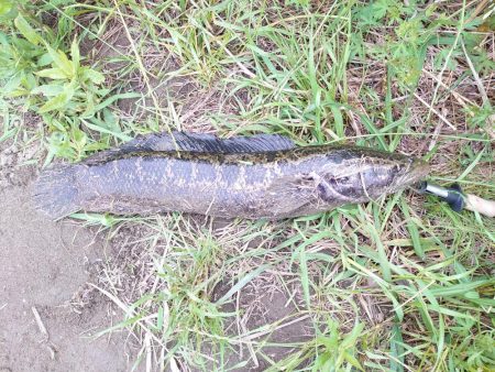 ナマズ狙いだったのに...