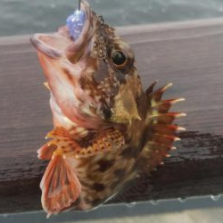 ガシラ30 小サバ10