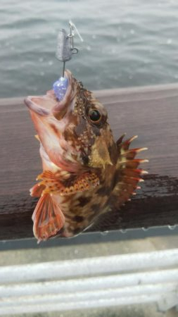 ガシラ30 小サバ10