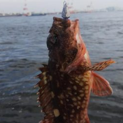 ガシラ11  小サバ3