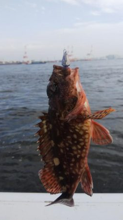 ガシラ11  小サバ3