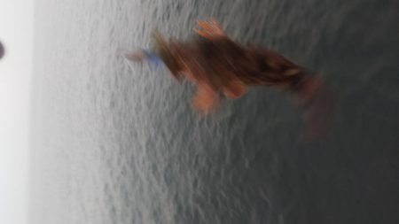 貝塚人工島へ寄り道