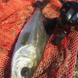 【関門港】 初夏のシーバス調査