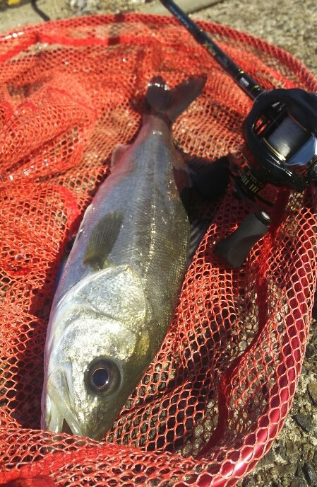 【関門港】 初夏のシーバス調査